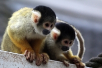 Apes (Zoo, Emmen, the Netherlands)